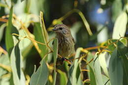 Image of Striated Thornbill