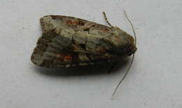 Image of Striped Garden Caterpillar