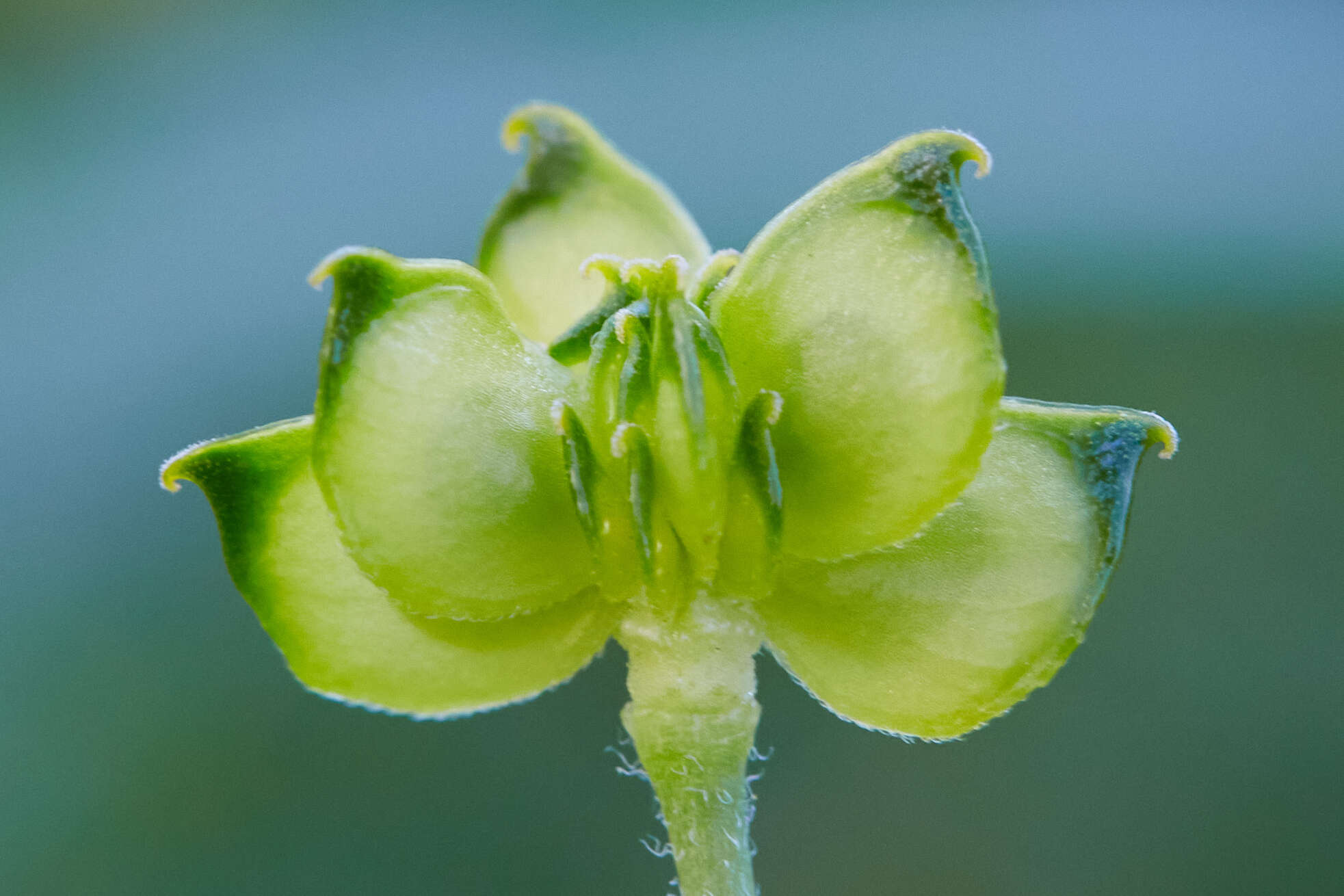 Image of Sacramento Valley Buttercup