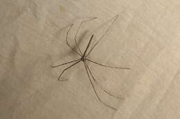 Image of Ogrefaced spider