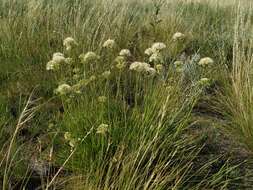 Image of Allium flavescens Besser