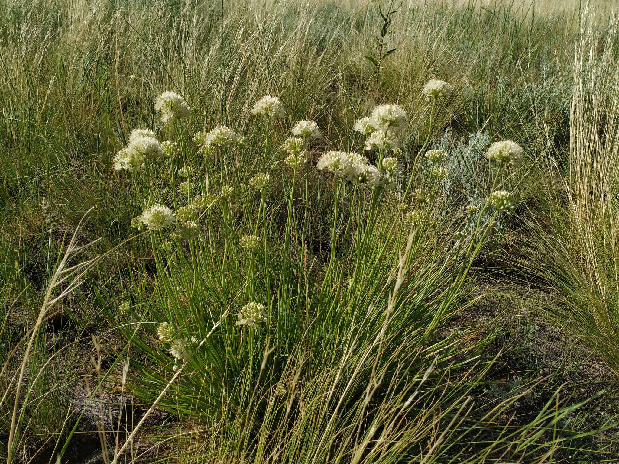 Image of Allium flavescens Besser