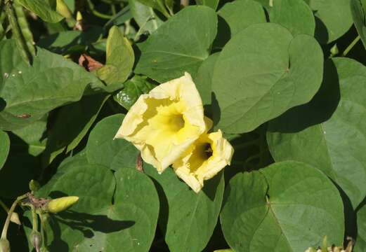 صورة Ipomoea ochracea (Lindl.) G. Don