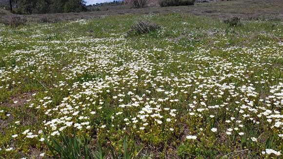 Imagem de Limnanthes alba subsp. parishii (Jeps.) Morin