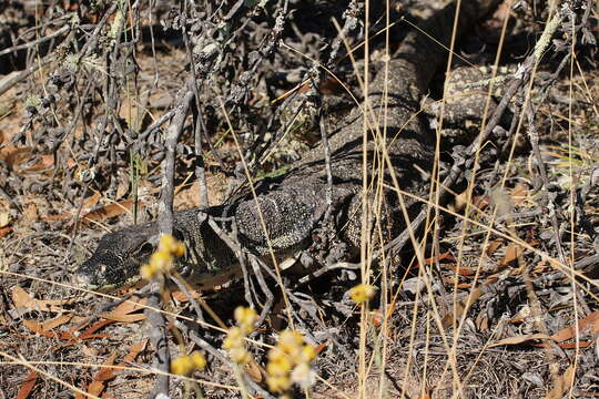 Image of Lace Monitor