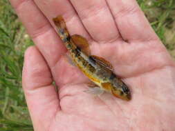 Слика од Etheostoma erythrozonum Switzer & Wood 2009