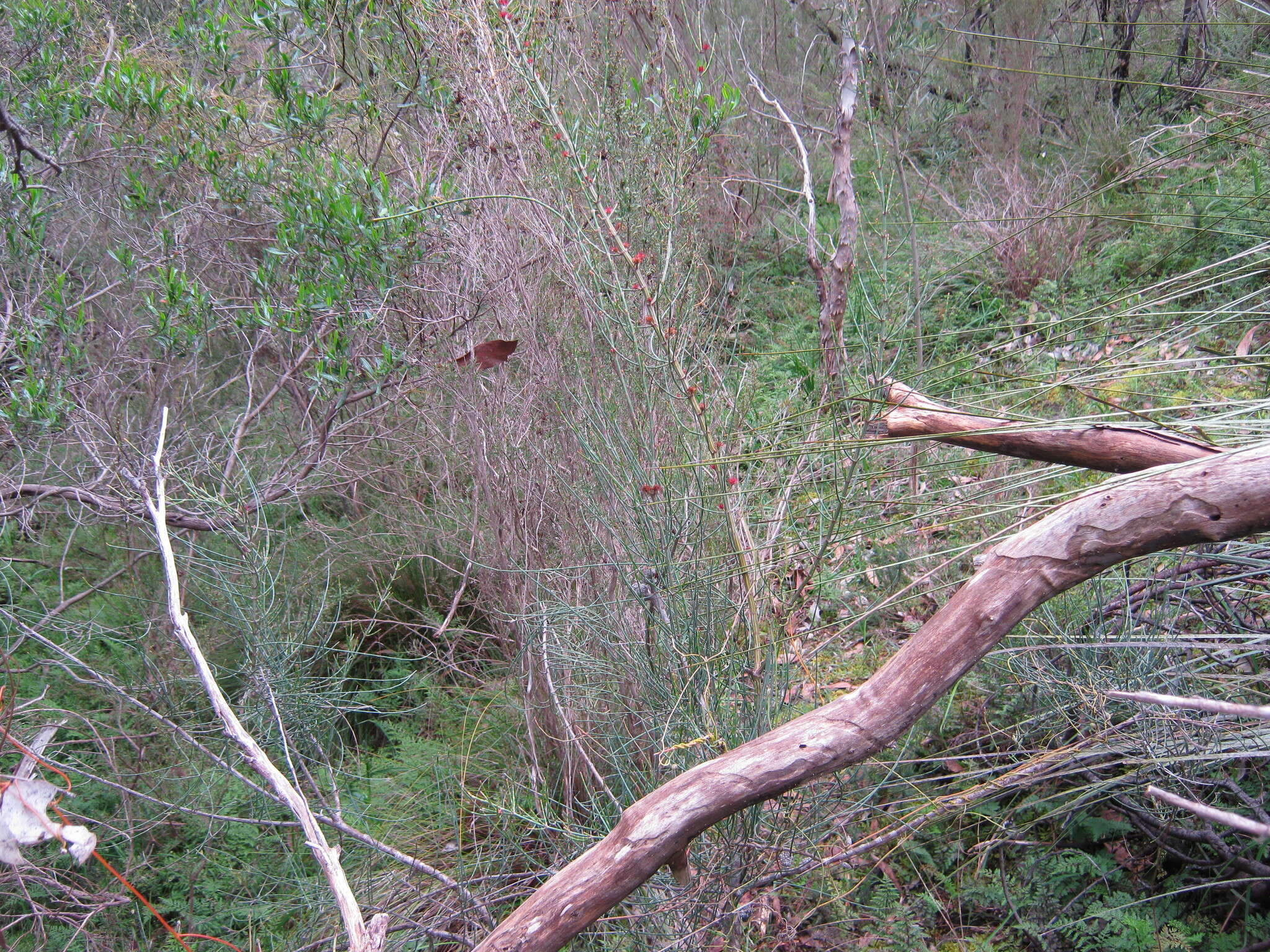 Image of Allocasuarina striata (Macklin) L. A. S. Johnson