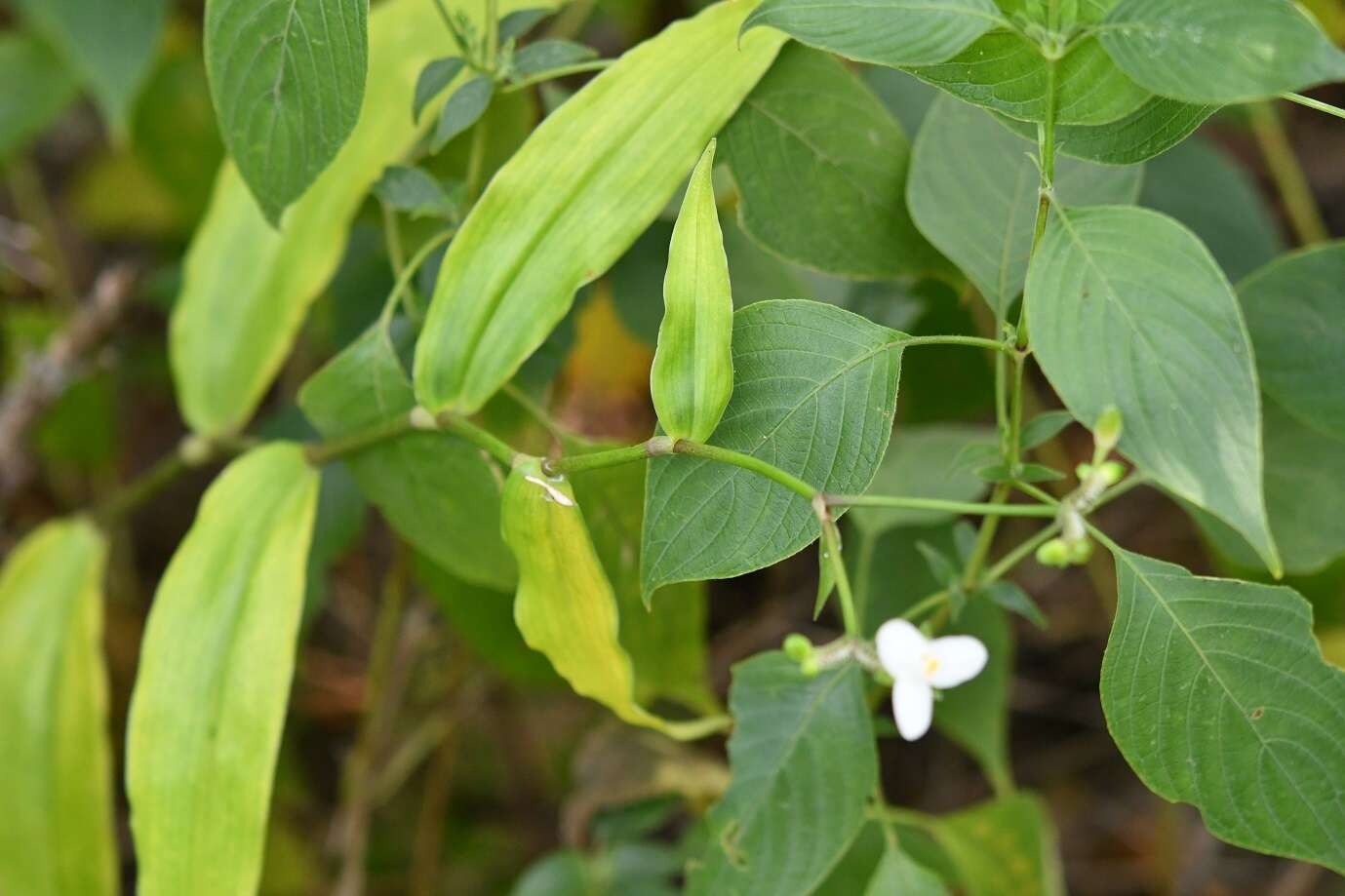 Image of Tripogandra grandiflora (Donn. Sm.) Woodson