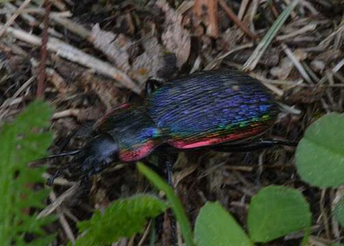 Image of Carabus (Megodontus) vietinghoffii M. Adams 1812