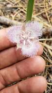 Imagem de Calochortus coeruleus (Kellogg) S. Watson