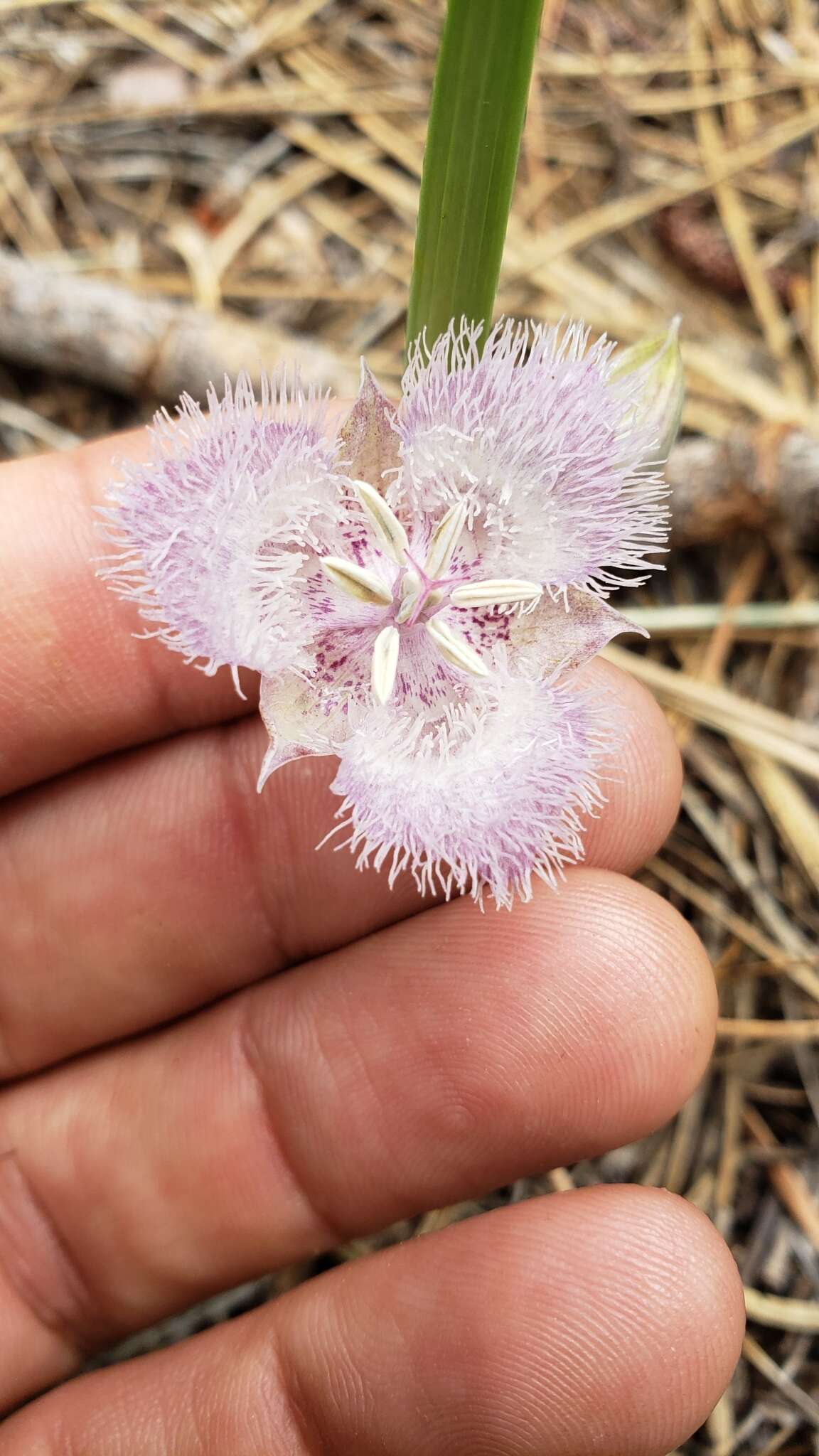 Imagem de Calochortus coeruleus (Kellogg) S. Watson