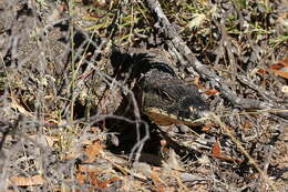 Image of Lace Monitor