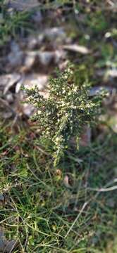 Image of Thymelaea hirsuta (L.) Endl.