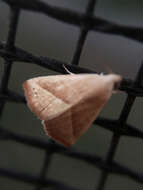 Image of Straight-lined Seed Moth