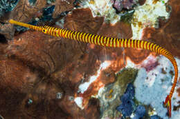 Image of Yellow banded pipefish