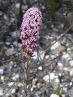 Image of Stoebe capitata Berg.