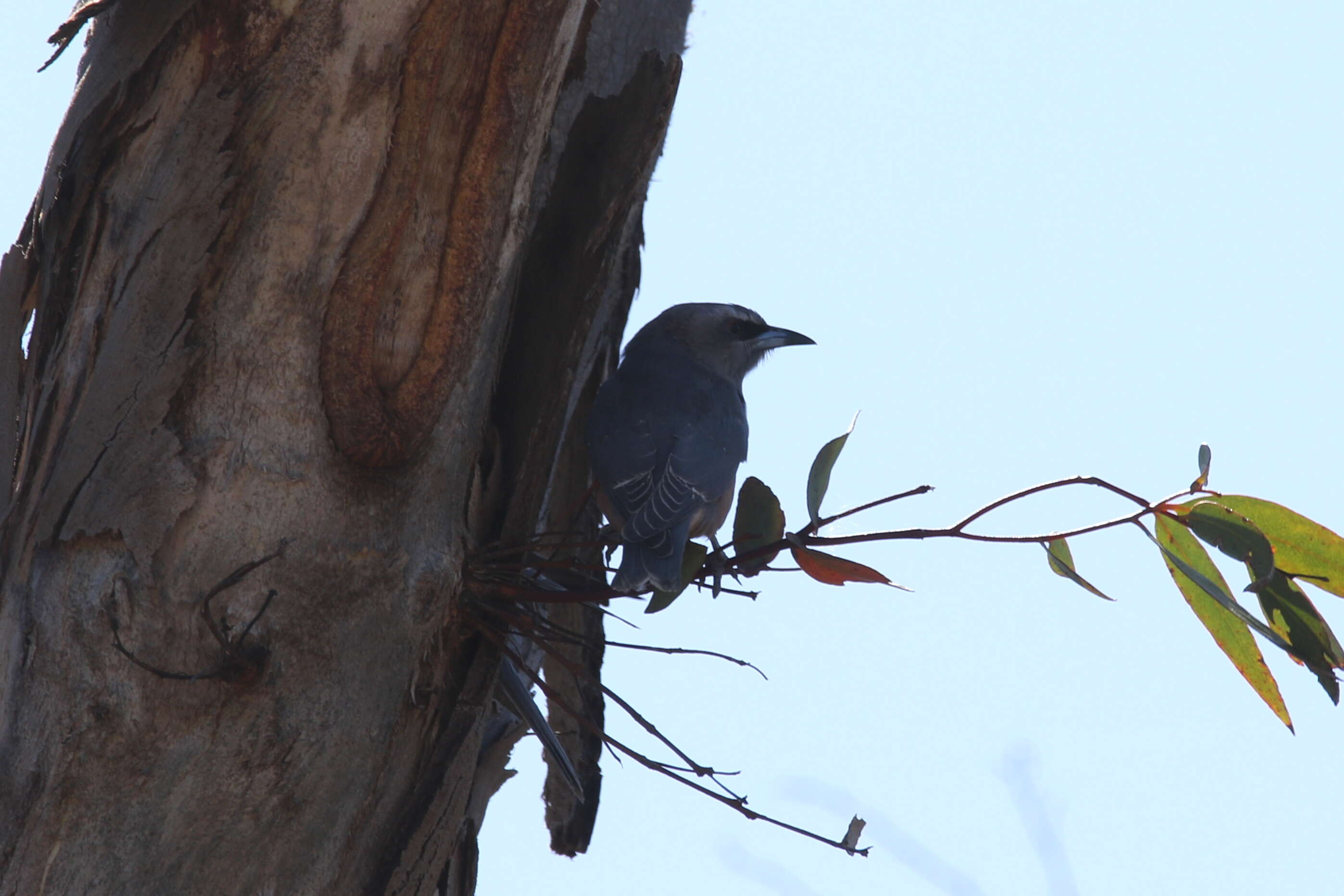 Image of White-browed Woodswallow