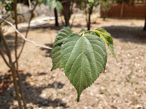 Image of Morus celtidifolia Kunth