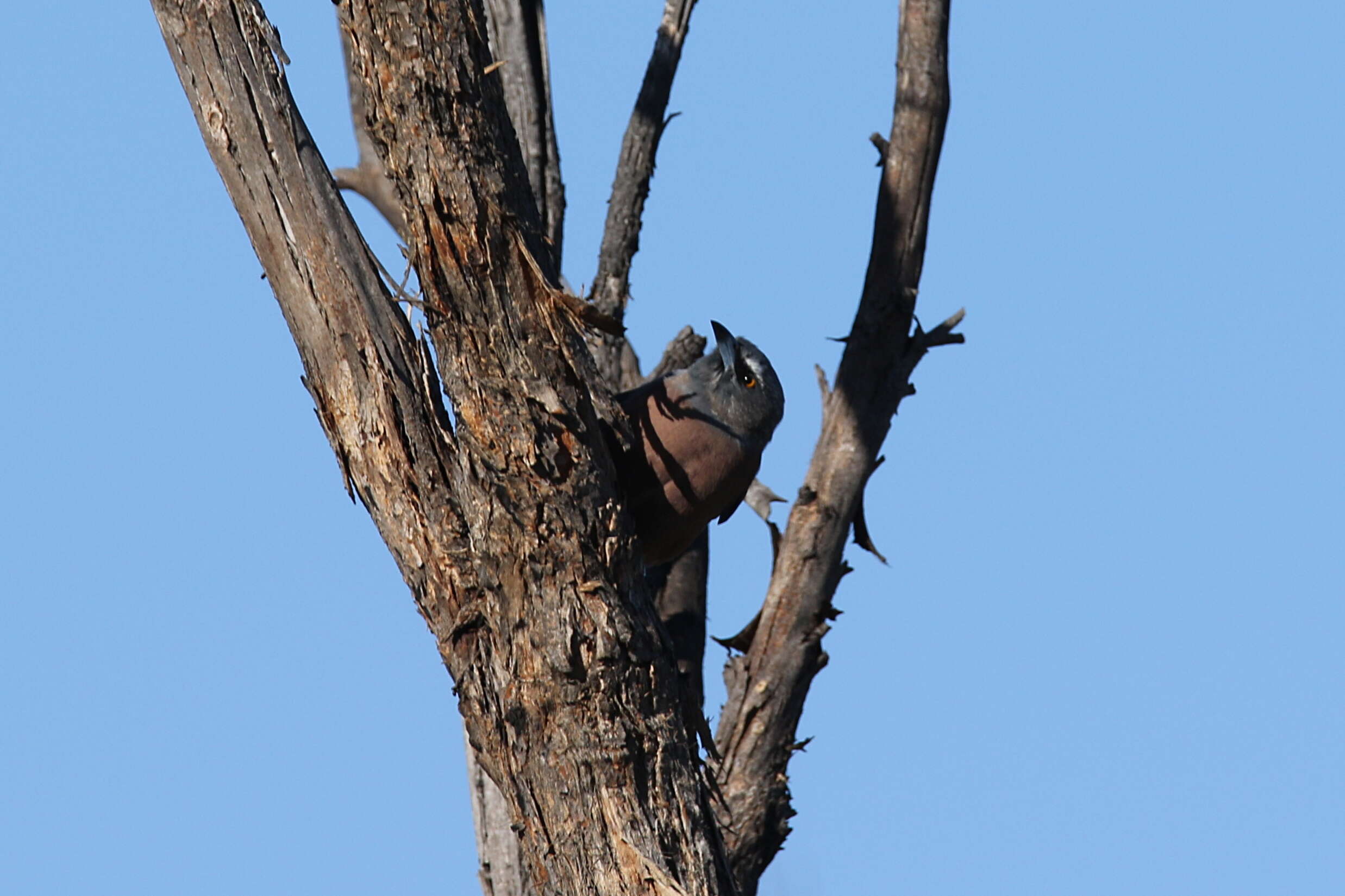 Image of White-browed Woodswallow