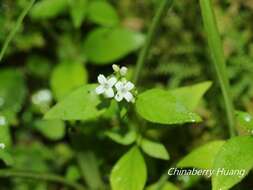 Neanotis formosana (Hayata) W. H. Lewis resmi