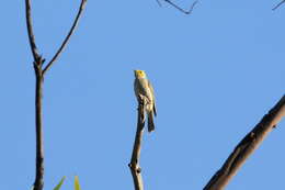 Image of White-plumed Honeyeater