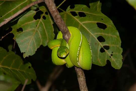 Image of Green Python