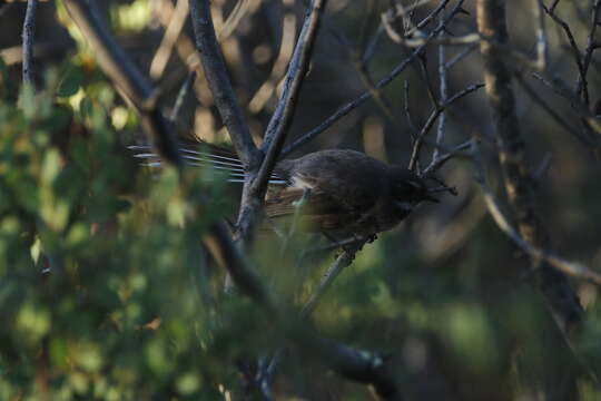 Image of Grey Fantail