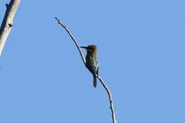 Image of Rainbow Bee-eater