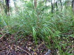 Image of Lanai sawsedge