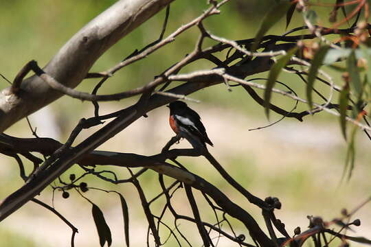 Image of Scarlet Robin