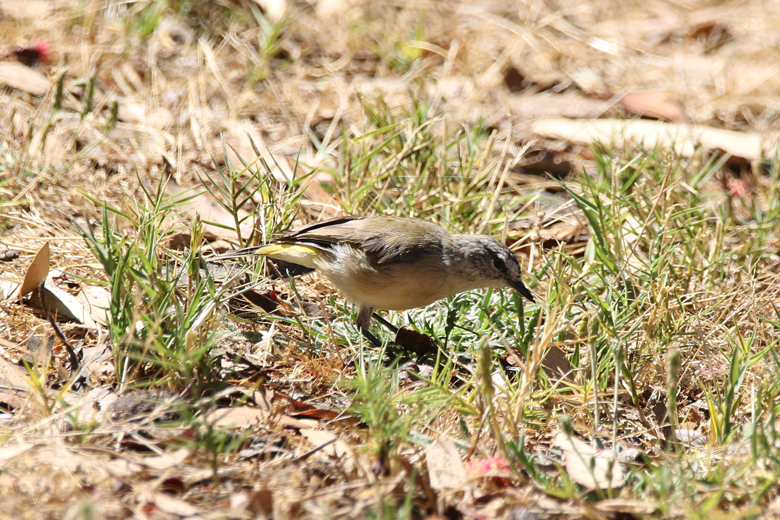 Image of Yellow-rumped Thornbill