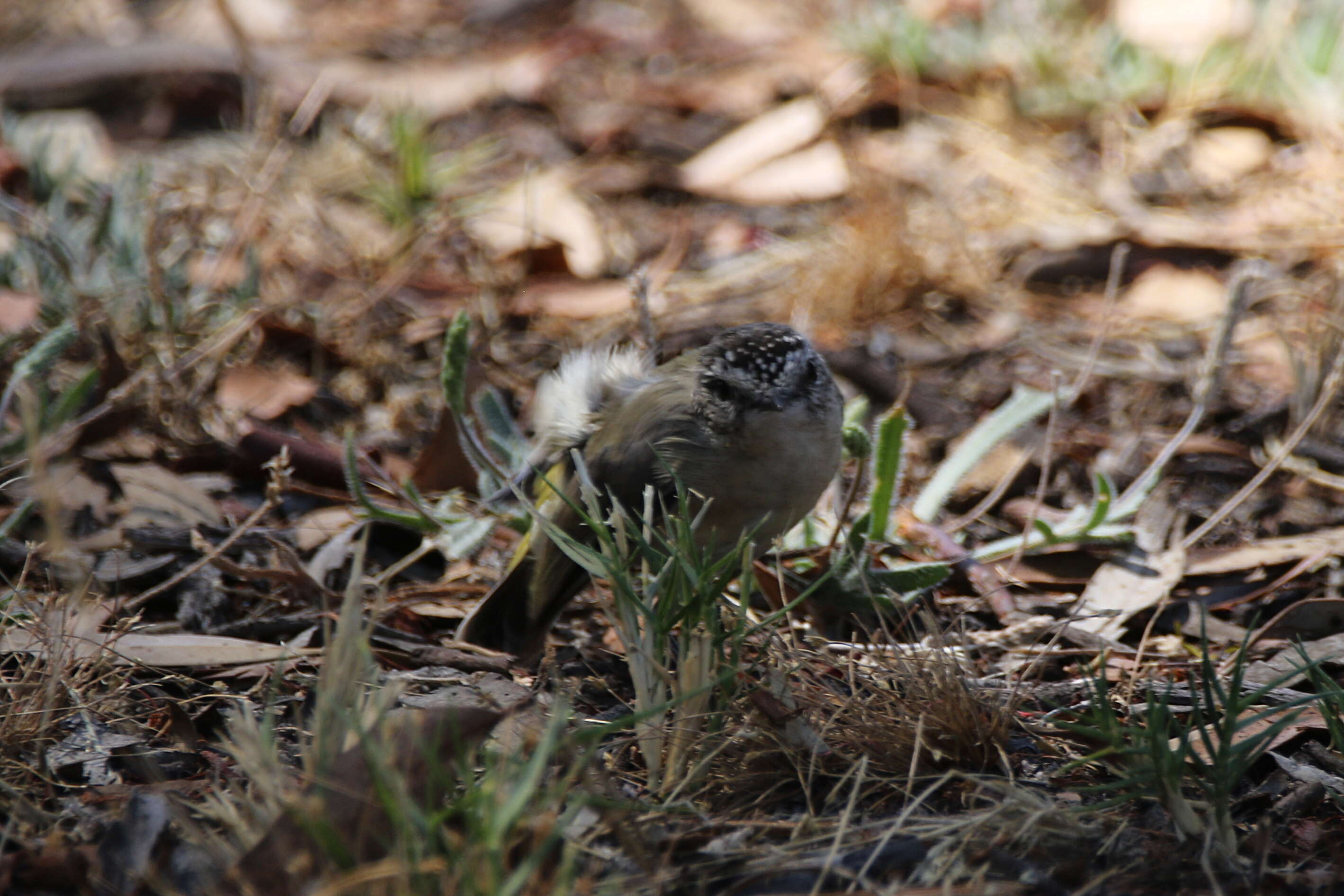 Image of Yellow-rumped Thornbill