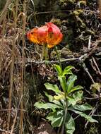 Lilium michauxii Poir. resmi