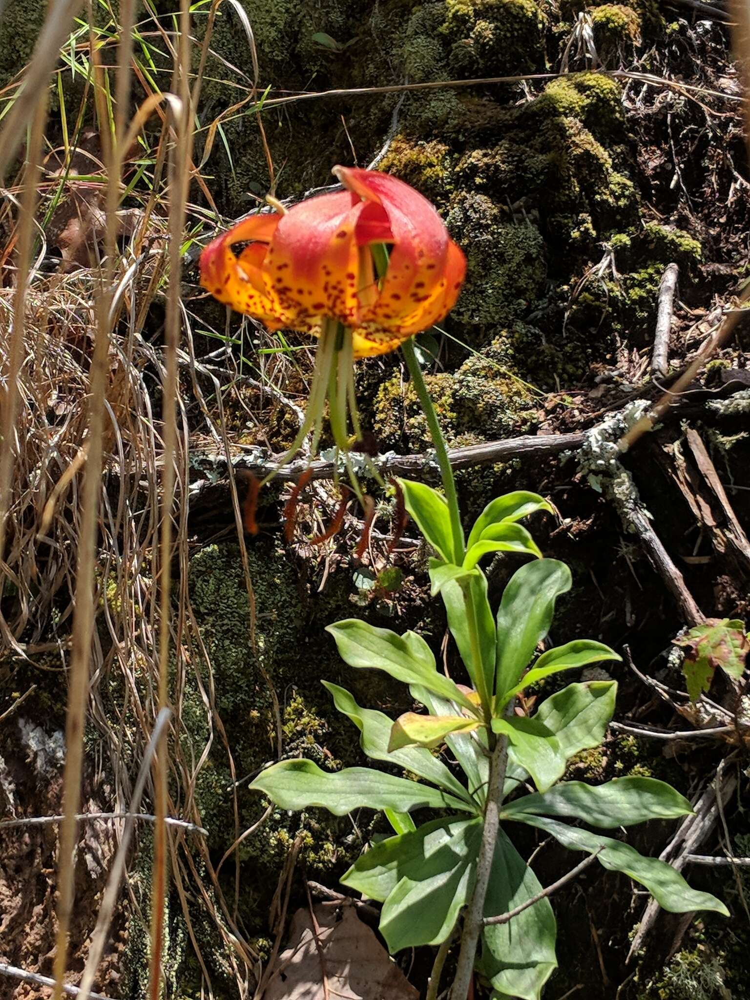 Lilium michauxii Poir. resmi