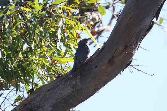 Image of White-browed Woodswallow