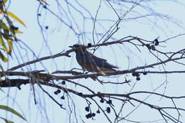 Image of White-browed Woodswallow