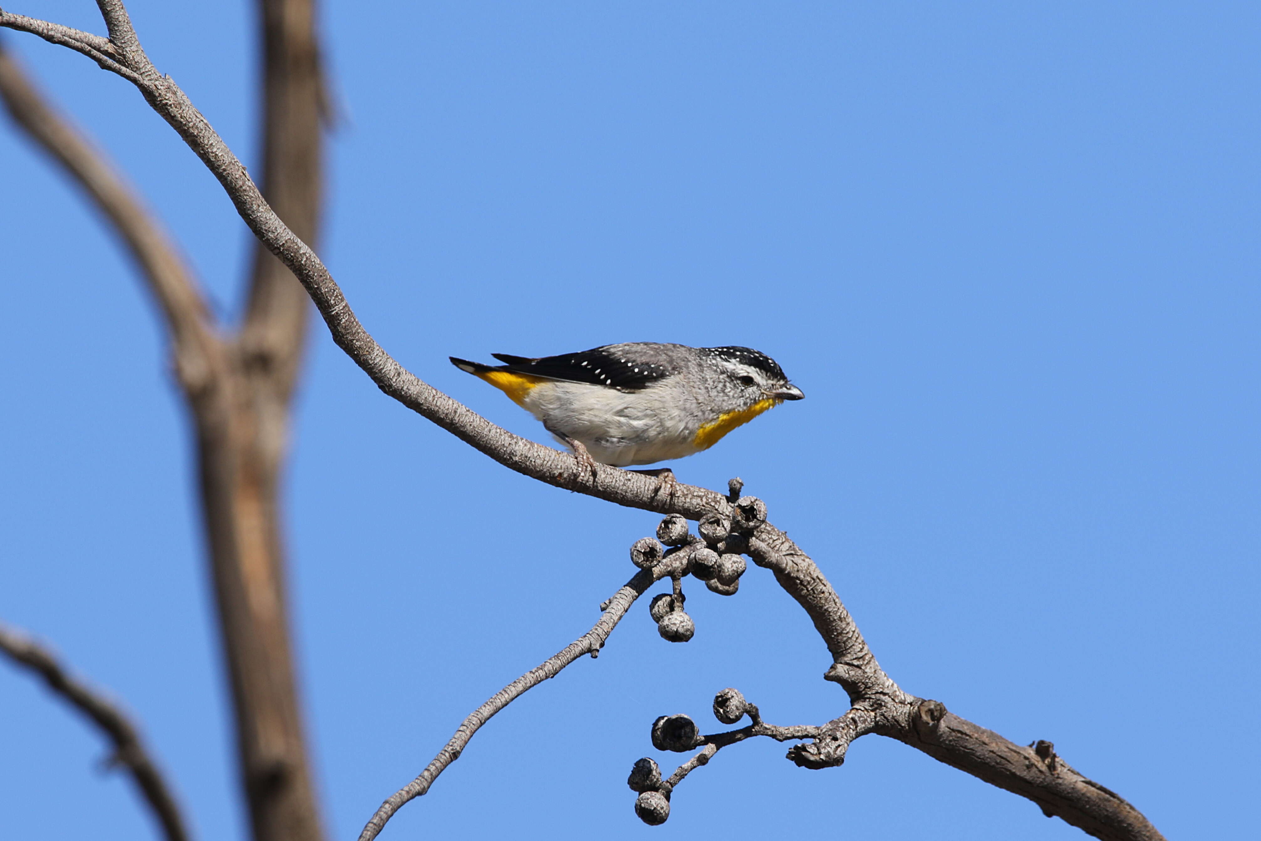 Imagem de Pardalotus punctatus (Shaw 1792)