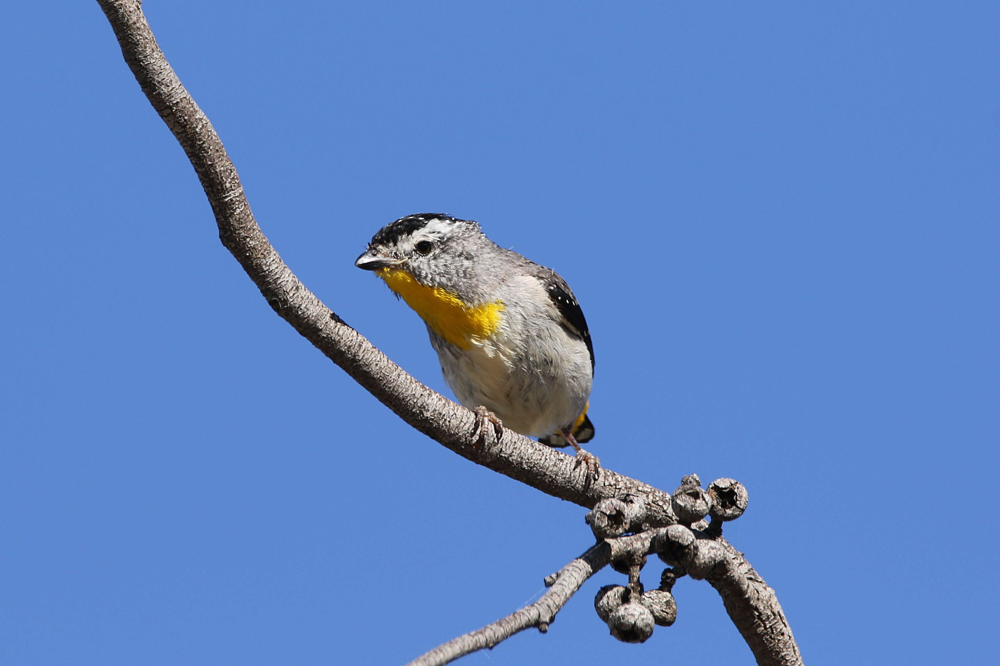 Imagem de Pardalotus punctatus (Shaw 1792)