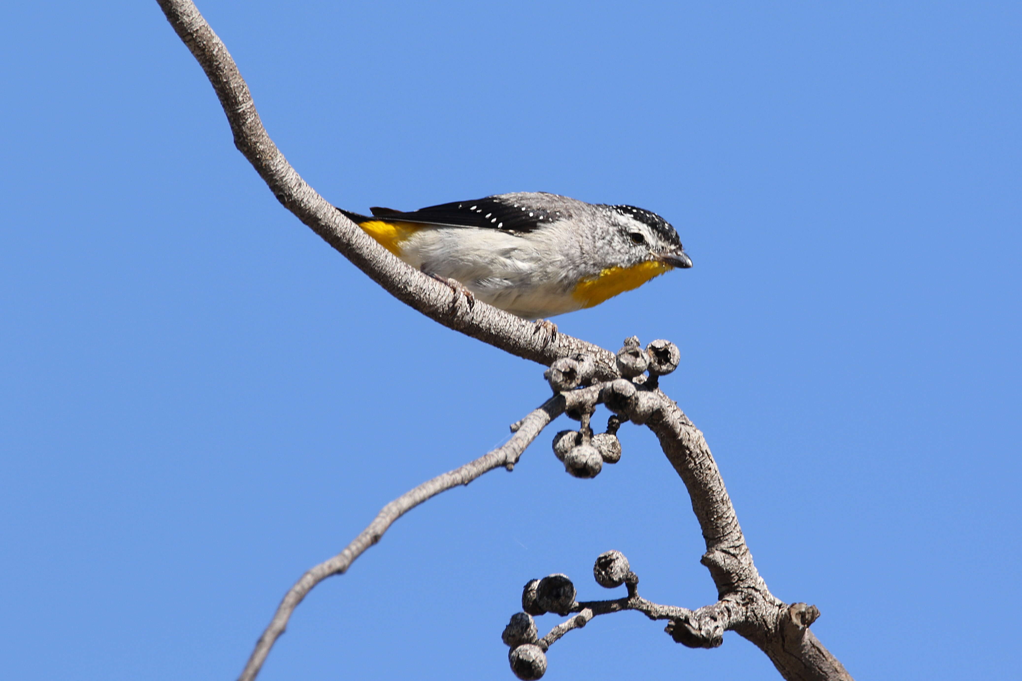 Imagem de Pardalotus punctatus (Shaw 1792)