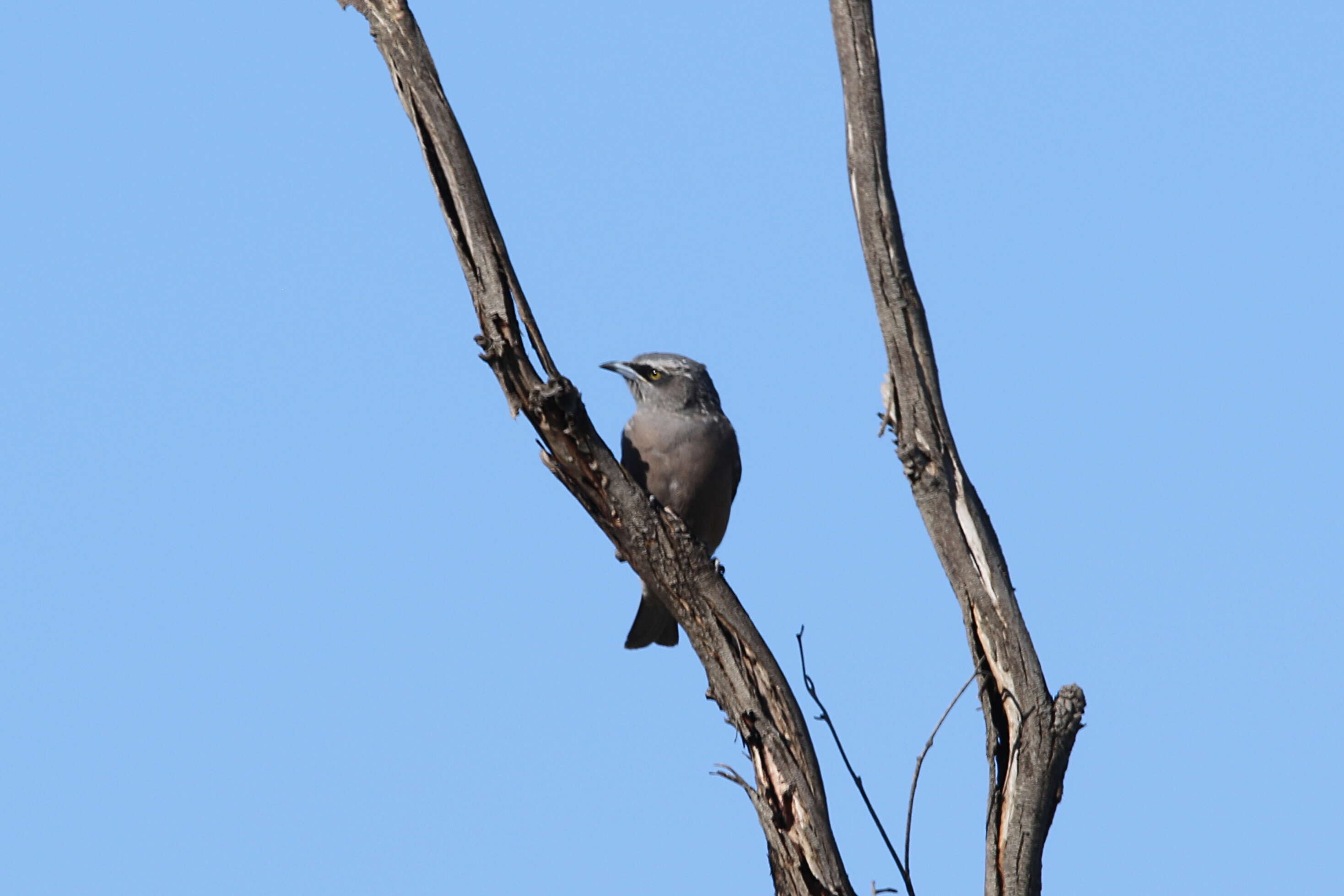 Image of White-browed Woodswallow