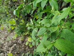 Image of golden mock orange