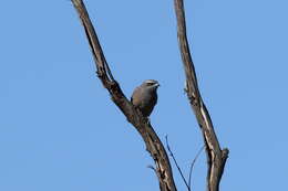 Image of White-browed Woodswallow