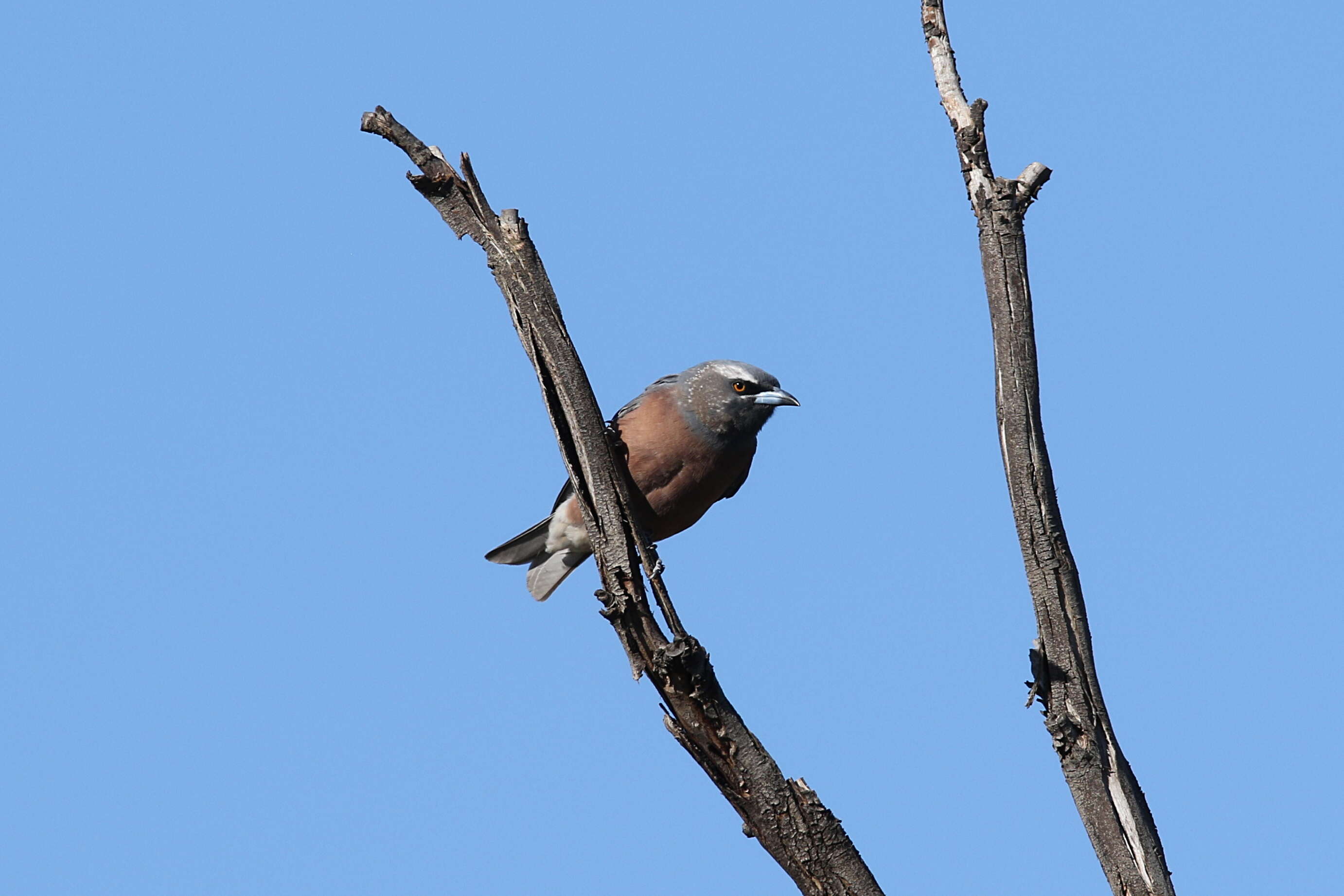 Image of White-browed Woodswallow