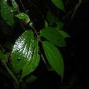 Sivun Boehmeria ulmifolia Wedd. kuva