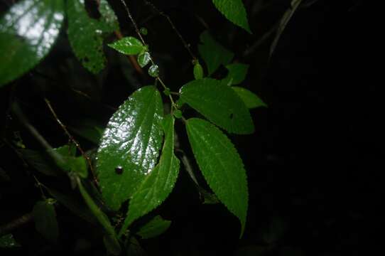 Image of Boehmeria ulmifolia Wedd.