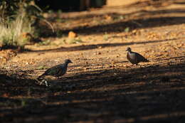 Image of Common Bronzewing