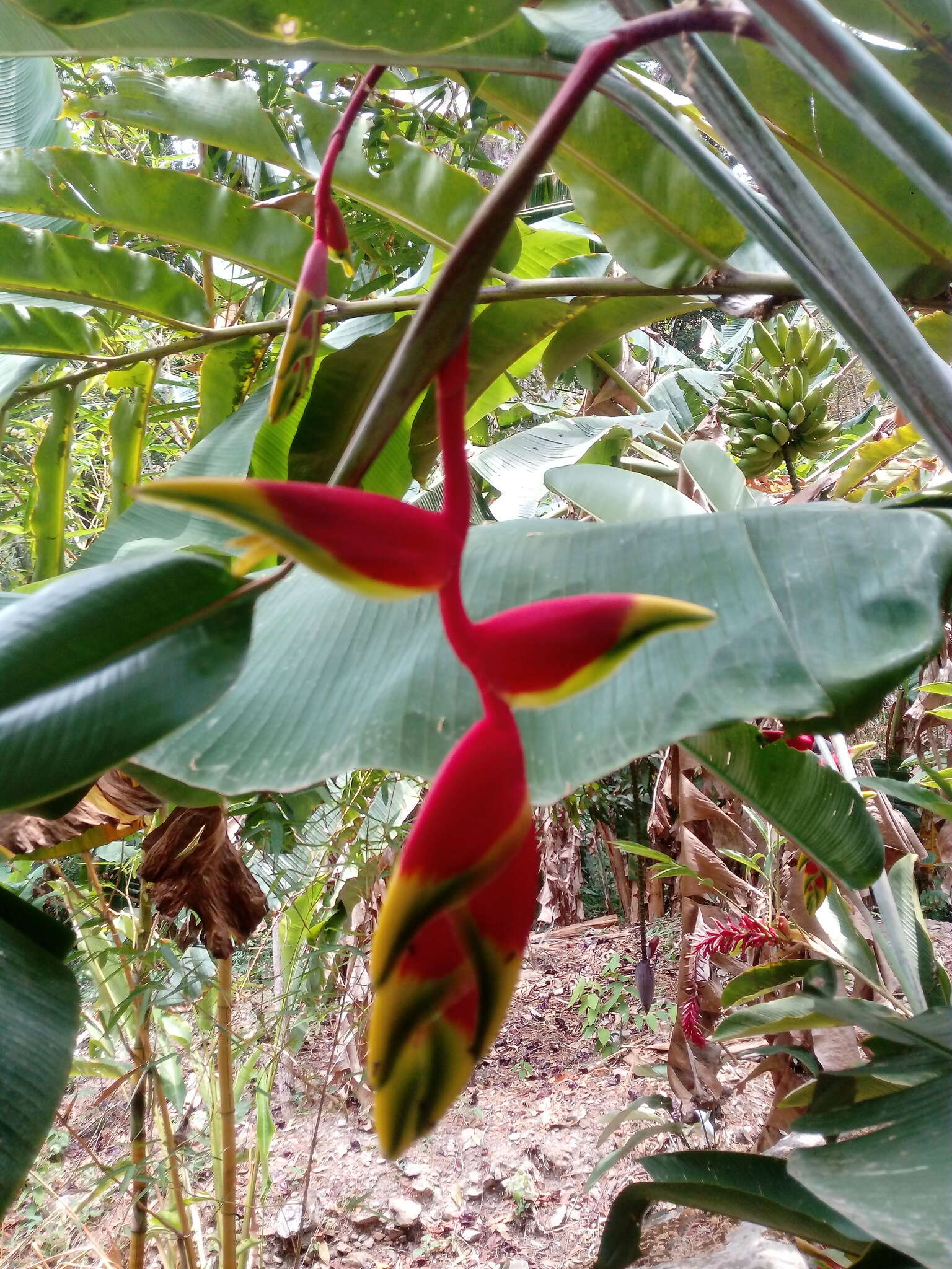 Image of false bird of paradise