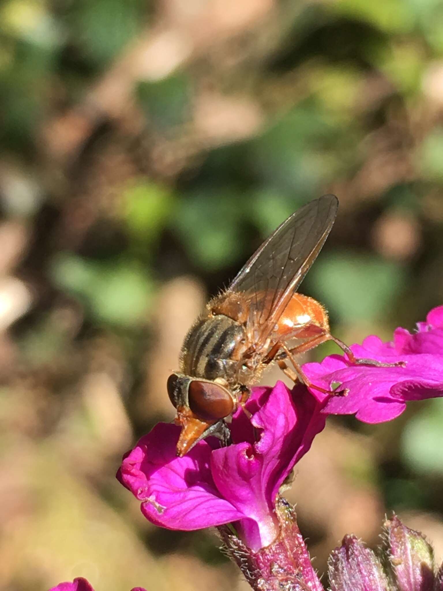 Image of Rhingia rostrata (Linnaeus 1758)