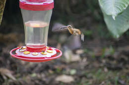 Image of Koepcke's Hermit