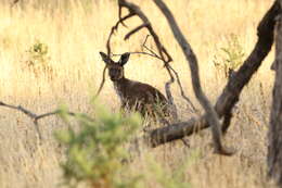 Image of Kangaroo Island Western Grey Kangaroo